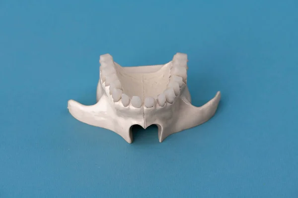 Mandíbula Humana Superior Con Modelo Anatomía Dental Aislado Sobre Fondo — Foto de Stock