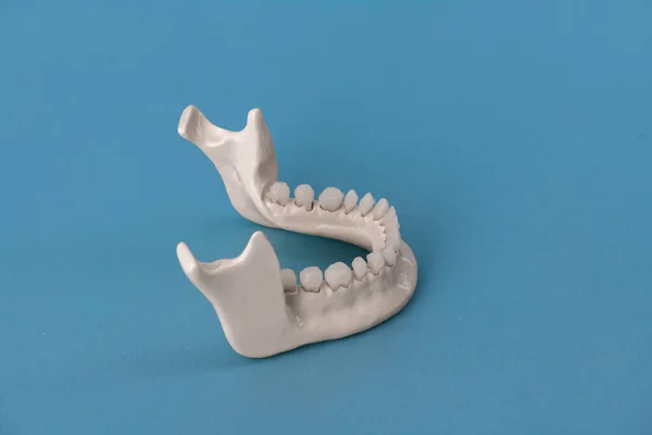 Lower Human Jaw Teeth Anatomy Model Isolated Blue Background Healthy — Stock Photo, Image