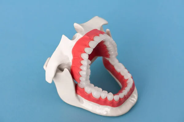 Ludzka Szczęka Zębami Dziąsłami Model Anatomiczny Izolowany Niebieskim Tle Otwarta — Zdjęcie stockowe