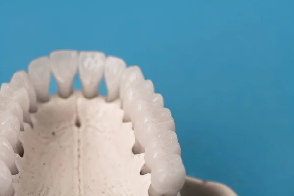 Верхня Щелепа Людини Моделлю Анатомії Зубів Ізольована Синьому Фоні Здорові — стокове фото