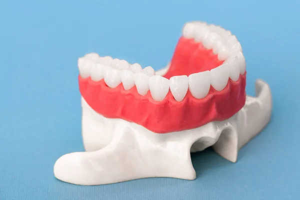 Horní Lidská Čelist Modelem Anatomie Zubů Izolované Modrém Pozadí Zdravé — Stock fotografie