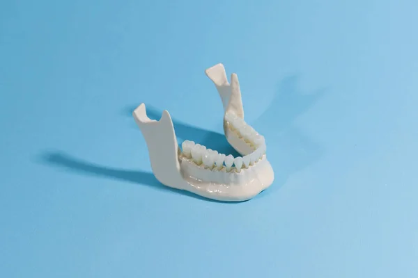 青い背景に分離された歯の解剖学的モデルを持つ下顎 健康な歯 歯のケアと歯列矯正医療の概念 コピースペース付き高品質の写真 — ストック写真