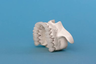 Üst insan çenesi ve mavi arka planda izole edilmiş diş anatomisi modeli. Sağlıklı dişler, diş bakımı ve ortodontik tıbbi konsept. Merhaba kaliteli fotoğraf.