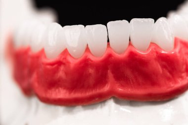 Mavi arka planda izole edilmiş diş eti ve diş eti anatomisi modeli olan alt insan çenesi. Sağlıklı dişler, diş bakımı ve ortodontik sağlık konsepti. Merhaba kaliteli fotokopi alanı fotoğrafı.