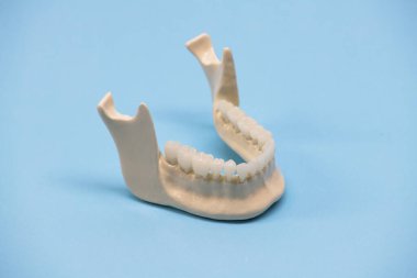 Mavi arka planda izole edilmiş diş anatomisi modeli olan alt insan çenesi. Sağlıklı dişler, diş bakımı ve ortodontik tıbbi konsept. Fotokopi alanı olan kaliteli fotoğraf.