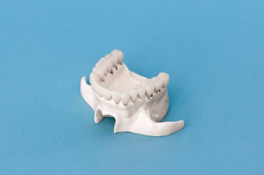 Üst insan çenesi ve mavi arka planda izole edilmiş diş anatomisi modeli. Sağlıklı dişler, diş bakımı ve ortodontik tıbbi konsept. Merhaba kaliteli fotoğraf.