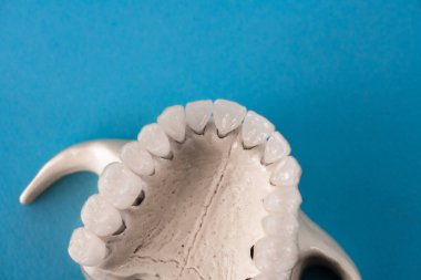 Üst insan çenesi ve mavi arka planda izole edilmiş diş anatomisi modeli. Sağlıklı dişler, diş bakımı ve ortodontik tıbbi konsept. Merhaba kaliteli fotoğraf.