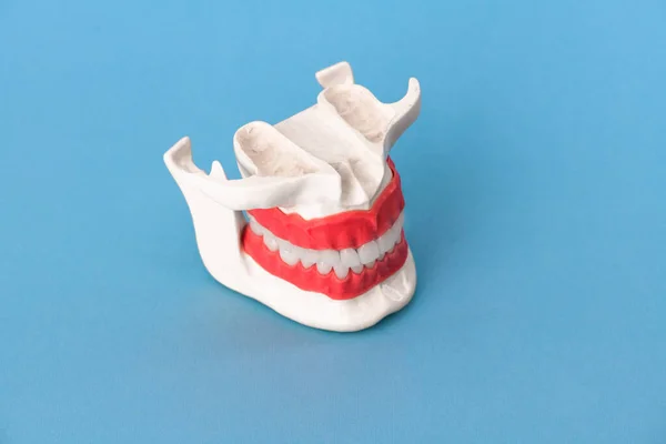 Human jaw with teeth and gums anatomy model isolated on blue background. Healthy teeth, dental care and orthodontic medical healthcare concept. Hi-quality copy space photo.