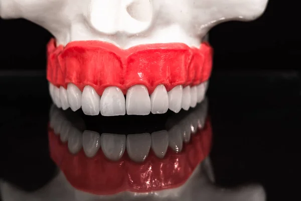 Lower Human Jaw Teeth Anatomy Model Isolated Black Background Healthy — Stock Photo, Image