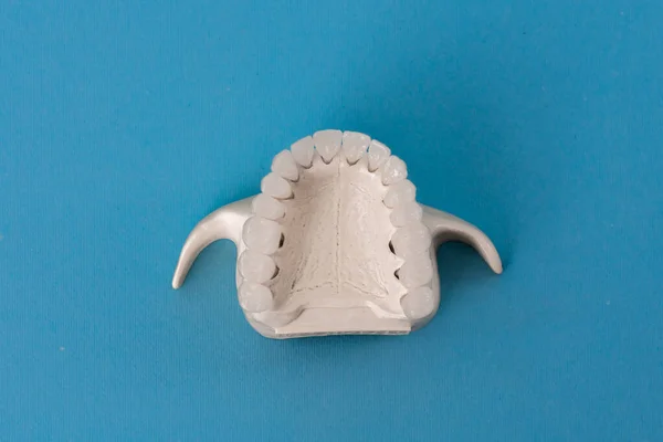 Mandíbula Humana Superior Com Modelo Anatomia Dos Dentes Isolado Fundo — Fotografia de Stock