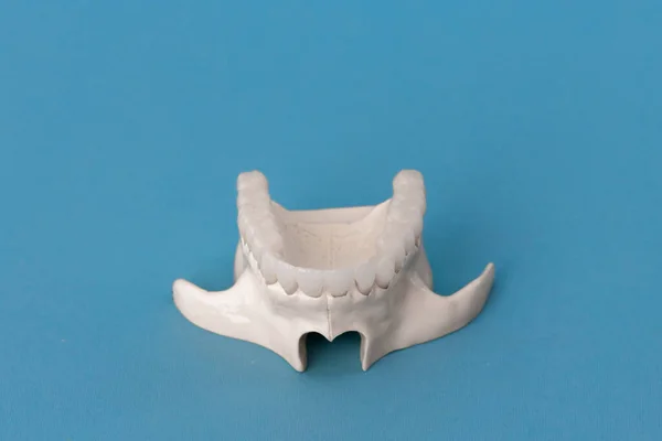 Upper human jaw with teeth anatomy model isolated on blue background. Healthy teeth, dental care and orthodontic medical concept. Hi quality photo