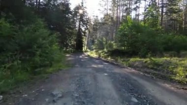 Yeşil çam ormanında gün batımında kırsalda çakıl yolu. Yüksek kalite 4k görüntü