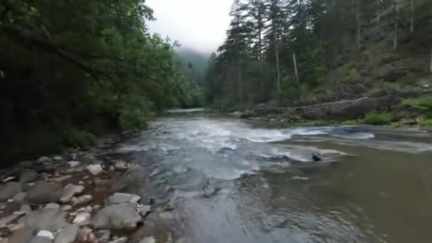 Veduta Aerea Fiume Pulito Rinfrescante Una Foresta Prefettura Tochigi Giappone — Video Stock