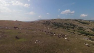 Aerial FPV Drone Flying over a large herd of wild horses galloping fast across steppe. Beautiful sunny day natural landscape. Slow motion fast flight. Wild nature Mountains in the background. 