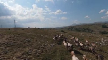 Aerial FPV Drone Flying over a large herd of wild horses galloping fast across steppe. Beautiful sunny day natural landscape. Slow motion fast flight. Wild nature Mountains in the background. 