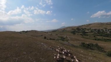 Aerial FPV Drone Flying over a large herd of wild horses galloping fast across steppe. Beautiful sunny day natural landscape. Slow motion fast flight. Wild nature Mountains in the background. 