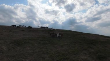 Aerial FPV Drone Flying over a large herd of wild horses galloping fast across steppe. Beautiful sunny day natural landscape. Slow motion fast flight. Wild nature Mountains in the background. 