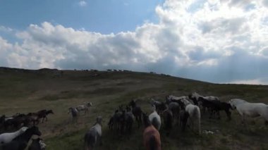 Aerial FPV Drone Flying over a large herd of wild horses galloping fast across steppe. Beautiful sunny day natural landscape. Slow motion fast flight. Wild nature Mountains in the background. 