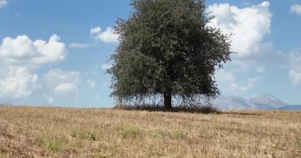 Farm Fields Background Texture Aerial Top View Lonely Try Tracking — Stockvideo