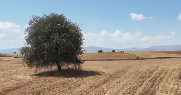 Farm Fields Background Texture Aerial Top View Lonely Try Tracking — Stockvideo