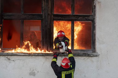 İtfaiyeci kahraman yangından sonra kediyi yanan binadan dışarı taşıyor. Hayvanı tehlikeli bir yerden kurtarmak. Takım çalışması konsepti. Yüksek kalite fotoğraf