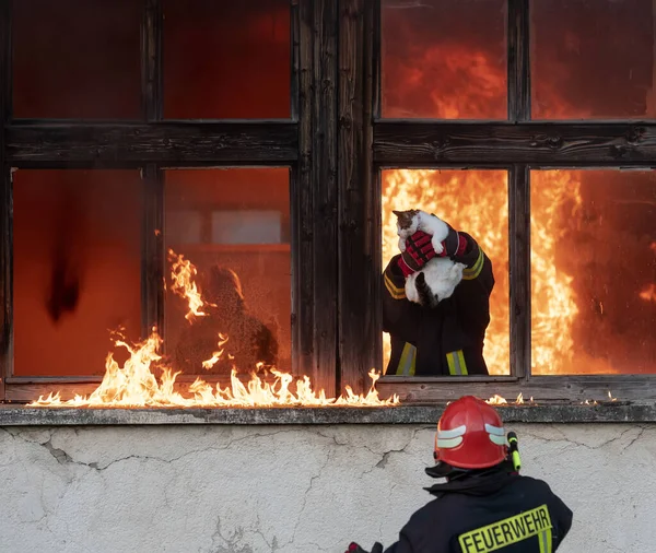 火災事故から建物の燃焼エリアから猫を運ぶ消防ヒーロー 危険な場所から動物を救う チームワークの概念 高品質の写真 — ストック写真