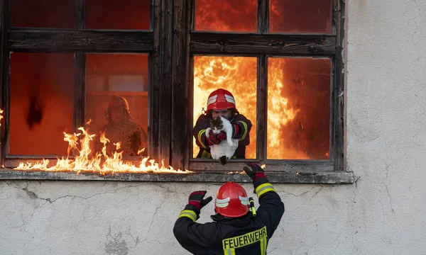 Tűzoltó Hős Macskát Visz Égő Épületből Tűzesetből Mentsd Meg Állatot — Stock Fotó