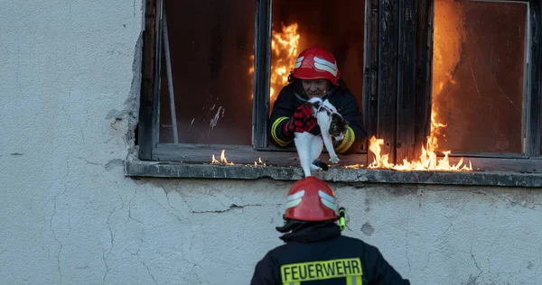 İtfaiyeci kahraman yangından sonra kediyi yanan binadan dışarı taşıyor. Hayvanı tehlikeli bir yerden kurtarmak. Takım çalışması konsepti. Yüksek kalite fotoğraf