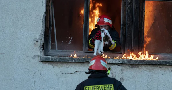 İtfaiyeci kahraman yangından sonra kediyi yanan binadan dışarı taşıyor. Hayvanı tehlikeli bir yerden kurtarmak. Takım çalışması konsepti. Yüksek kalite fotoğraf