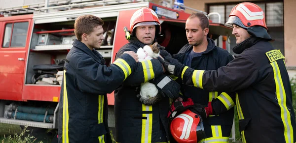 Група Пожежників Захисному Костюмі Червоний Шолом Тримає Руках Врятованого Кота — стокове фото