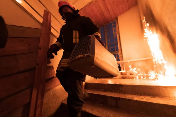 İtfaiyeci kahraman yangından sonra yanan binadan çanta kutusuyla kedi besleyen hayvanı taşıyor. Hayvanı tehlikeli bir yerden kurtarmak. Takım çalışması konsepti. Yüksek kalite fotoğraf