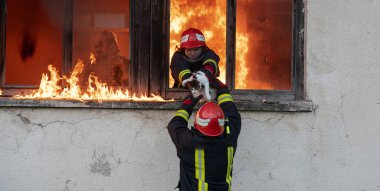 İtfaiyeci kahraman yangından sonra kediyi yanan binadan dışarı taşıyor. Hayvanı tehlikeli bir yerden kurtarmak. Takım çalışması konsepti. Yüksek kalite fotoğraf