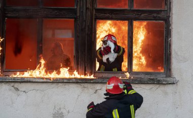 İtfaiyeci kahraman yangından sonra kediyi yanan binadan dışarı taşıyor. Hayvanı tehlikeli bir yerden kurtarmak. Takım çalışması konsepti. Yüksek kalite fotoğraf