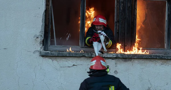 Tűzoltó Hős Macskát Visz Égő Épületből Tűzesetből Mentsd Meg Állatot — Stock Fotó