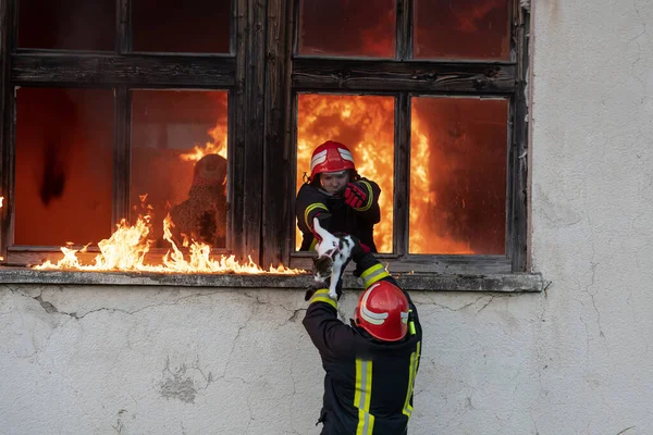 Herói Bombeiro Carregando Gato Para Fora Área Construção Chamas Incidente — Fotografia de Stock