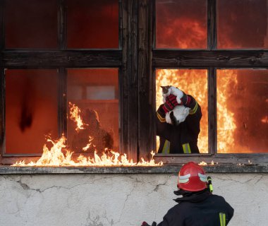 İtfaiyeci kahraman yangından sonra kediyi yanan binadan dışarı taşıyor. Hayvanı tehlikeli bir yerden kurtarmak. Takım çalışması konsepti. Yüksek kalite fotoğraf