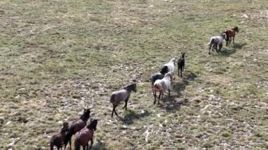 Vahşi Doğa 'da Dörtnala Koşan Büyük Atlar Sürüsünün Üzerindeki Destansı Hava Altın Saat At Yetiştirme Ekolojik Keşif Gücü 4K. yüksek kaliteli stok fotajı