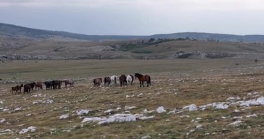 Vahşi Doğa 'da Dörtnala Koşan Büyük Atlar Sürüsünün Üzerindeki Destansı Hava Altın Saat At Yetiştirme Ekolojik Keşif Gücü 4K. yüksek kaliteli stok fotajı.