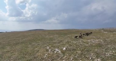 Vahşi Doğa 'da Dörtnala Koşan Büyük Atlar Sürüsünün Üzerindeki Destansı Hava Altın Saat At Yetiştirme Ekolojik Keşif Gücü 4K. yüksek kaliteli stok fotajı