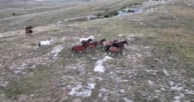 Vahşi Doğa 'da Dörtnala Koşan Büyük Atlar Sürüsünün Üzerindeki Destansı Hava Altın Saat At Yetiştirme Ekolojik Keşif Gücü 4K. yüksek kaliteli stok fotajı.