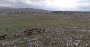 Vahşi Doğa 'da Dörtnala Koşan Büyük Atlar Sürüsünün Üzerindeki Destansı Hava Altın Saat At Yetiştirme Ekolojik Keşif Gücü 4K. yüksek kaliteli stok fotajı.