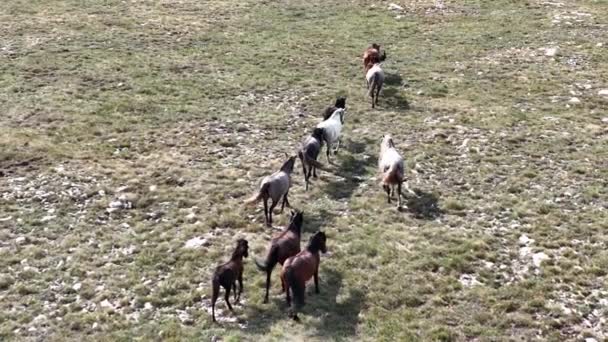 Epic Aerial Large Herd Wild Horses Running Galloping Wild Nature — Stock video