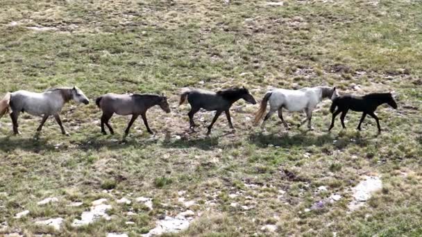 Epic Aerial Large Herd Wild Horses Running Galloping Wild Nature — 비디오