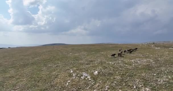 Epische Antenne Über Einer Großen Herde Von Wildpferden Die Galoppierend — Stockvideo