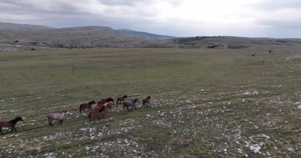 Episk Antenn Över Stora Flock Vilda Hästar Kör Galopperande Vild — Stockvideo