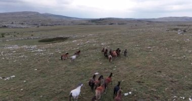 Vahşi Doğa 'da Dörtnala Koşan Büyük Atlar Sürüsünün Üzerindeki Destansı Hava Altın Saat At Yetiştirme Ekolojik Keşif Gücü 4K. yüksek kaliteli stok fotajı.