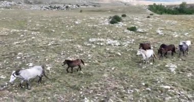 Vahşi Doğa 'da Dörtnala Koşan Büyük Atlar Sürüsünün Üzerindeki Destansı Hava Altın Saat At Yetiştirme Ekolojik Keşif Gücü 4K. yüksek kaliteli stok fotajı