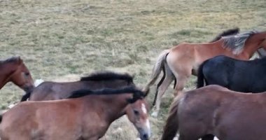 Vahşi Doğa 'da Dörtnala Koşan Büyük Atlar Sürüsünün Üzerindeki Destansı Hava Altın Saat At Yetiştirme Ekolojik Keşif Gücü 4K. yüksek kaliteli stok fotajı.