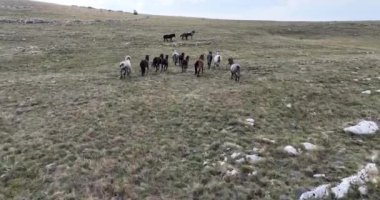 Vahşi Doğa 'da Dörtnala Koşan Büyük Atlar Sürüsünün Üzerindeki Destansı Hava Altın Saat At Yetiştirme Ekolojik Keşif Gücü 4K. yüksek kaliteli stok fotajı