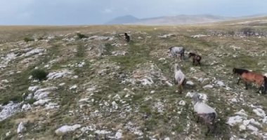 Vahşi Doğa 'da Dörtnala Koşan Büyük Atlar Sürüsünün Üzerindeki Destansı Hava Altın Saat At Yetiştirme Ekolojik Keşif Gücü 4K. yüksek kaliteli stok fotajı